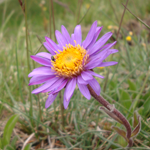 Welche Blume wächst häufig in der Nähe des Edelweiß?