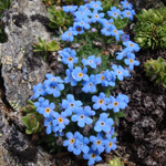 Welche Blume wächst häufig in der Nähe des Edelweiß?