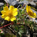 Welche Blume wächst häufig in der Nähe des Edelweiß?