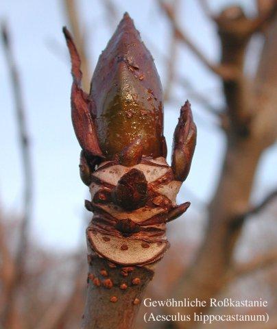 News-Aesculus Endknospe-Rita-Lueder