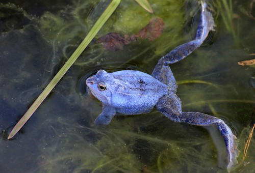 News-Moorfrosch_Christian Fischer