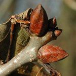 Welche Knospe gehört zur Butternuss (Juglans cinerea)?