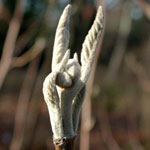 Welche Knospe gehört zur Butternuss (Juglans cinerea)?