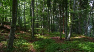 In welchem Lebensraum hält sich die Feldlerche bevorzugt auf?