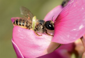 Welches Insekt braucht die geringste Lufttemperatur, um fliegen zu können?