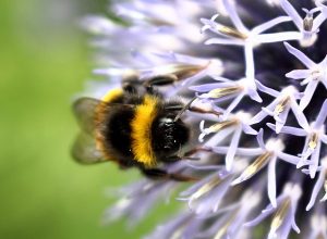 Welches Insekt braucht die geringste Lufttemperatur, um fliegen zu können?