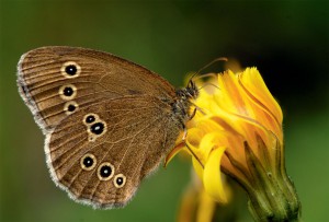 Welches Insekt braucht die geringste Lufttemperatur, um fliegen zu können?