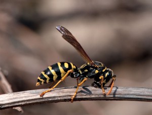 Welches Insekt braucht die geringste Lufttemperatur, um fliegen zu können?