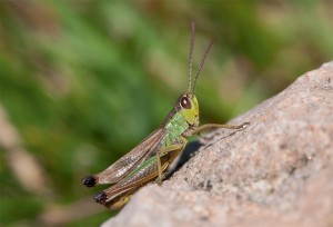 Marienkäfer sind gern gesehene Gartenbewohner, da sie sich u.a. von Blattläusen ernähren. Vor wem müssen sie sich dabei in Acht nehmen?