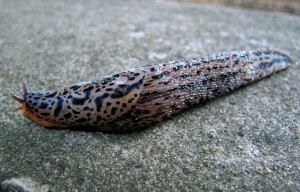 Marienkäfer sind gern gesehene Gartenbewohner, da sie sich u.a. von Blattläusen ernähren. Vor wem müssen sie sich dabei in Acht nehmen?