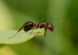 Marienkäfer sind gern gesehene Gartenbewohner, da sie sich u.a. von Blattläusen ernähren. Vor wem müssen sie sich dabei in Acht nehmen?