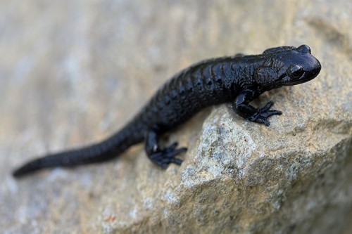 news-alpensalamander-Thomas_Huntke