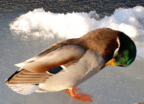 news-enten-putzend-arnstein ronning
