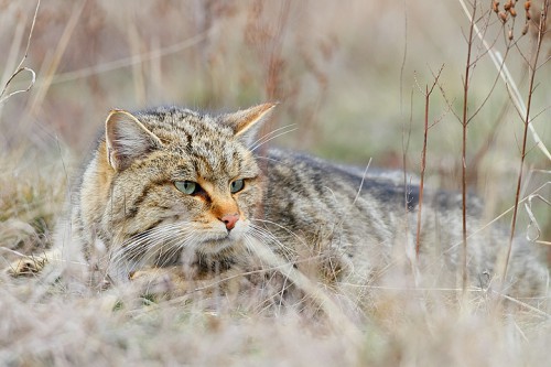 news-wildkatze